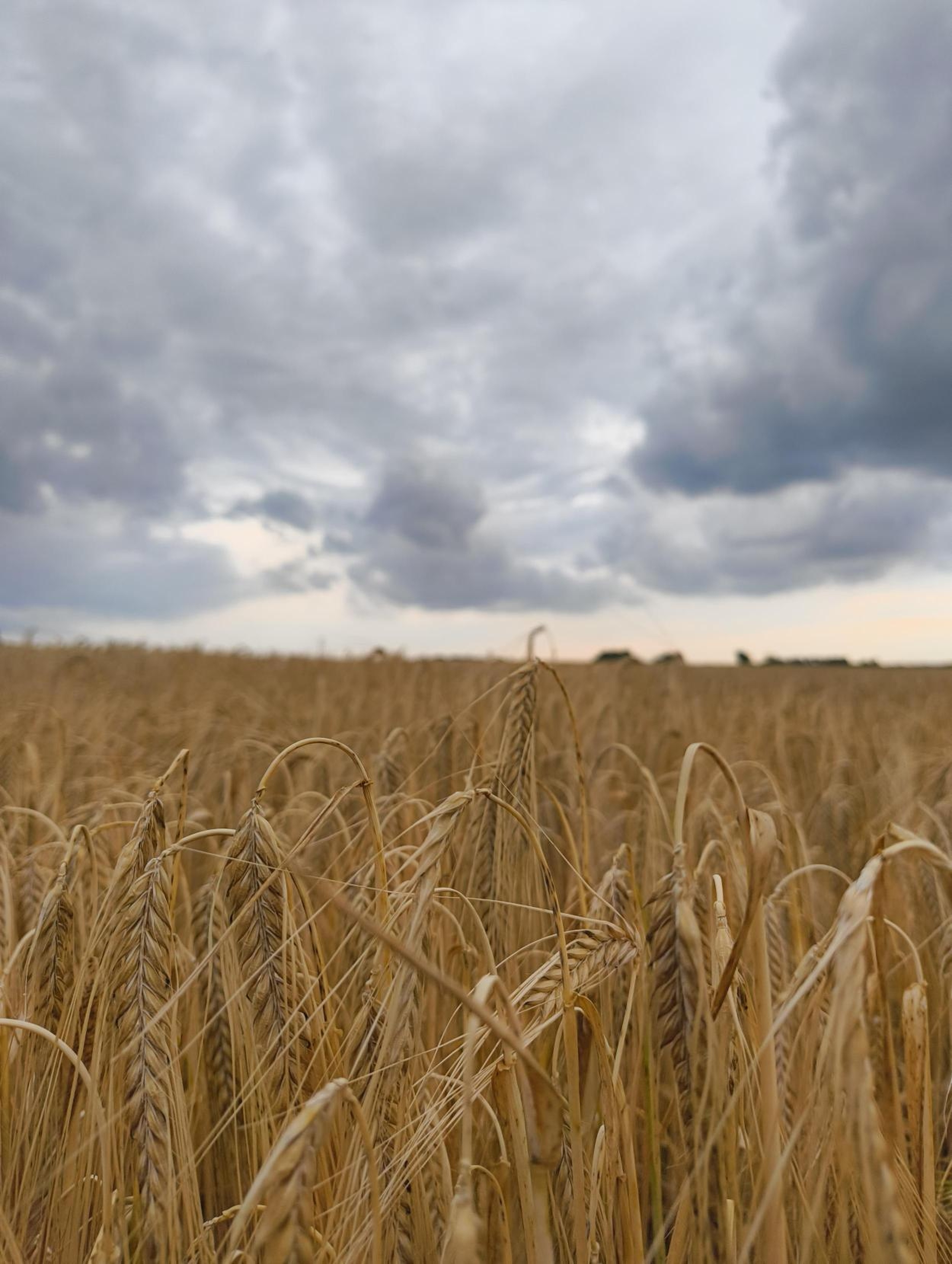Landwirtschaftliches Feld aus der Luft